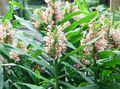 bleikur Herbaceous Planta Hedychium, Butterfly Engifer mynd og einkenni