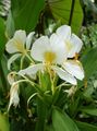 შიდა მცენარეები Hedychium, პეპელა Ginger ყვავილების ბალახოვანი მცენარე თეთრი სურათი