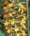 屋内植物 Hedychium、バタフライジンジャー フラワー 草本植物 オレンジ フォト