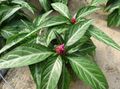 ვარდისფერი ბალახოვანი მცენარე Porphyrocoma სურათი და მახასიათებლები
