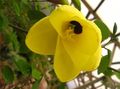 giallo  Albero Di Orchidea foto e caratteristiche