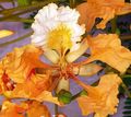 Kamerplanten Koninklijke Poinciana, Flamboyant Boom Bloem, Delonix regia oranje foto