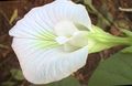 შიდა მცენარეები პეპელა ბარდის ყვავილების ლიანა, Clitoria ternatea თეთრი სურათი