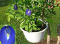 Sobne biljke Leptir Graška Cvijet lijana, Clitoria ternatea plava Foto