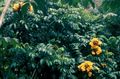 Toataimed Aafrika Tulbi Puu Lill, Spathodea kollane Foto