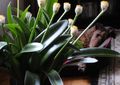 Plantas de Interior Pincel, Lirio De Sangre, Huevo Mar, Soplo De Polvo Flor herbáceas, Haemanthus blanco Foto