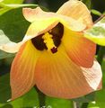 oranžs Koks Asian Portoe, Punduris Asian Portia, Jūra Hibiscus Foto un raksturlielumi