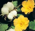  Gossypium, Baumwollpflanze Blume sträucher gelb Foto