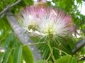Krukväxter Silke Träd Blomma, Albizia julibrissin rosa Fil