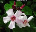 Plante de Interior Strophanthus Floare liană roz fotografie