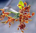 Topfpflanzen Strophanthus Blume liane orange Foto