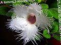 Kapalı bitkiler Alsobia çiçek asılı bitki beyaz fotoğraf