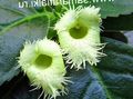 Vnútorné Rastliny Alsobia Kvetina ampelny zelená fotografie
