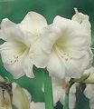 Vnútorné Rastliny Amaryllis Kvetina trávovitý, Hippeastrum biely fotografie