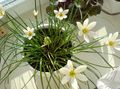 Kamerplanten Regen Lelie,  Bloem kruidachtige plant, Zephyranthes wit foto