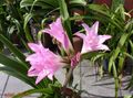 Szobanövények Crinum Virág lágyszárú növény rózsaszín fénykép