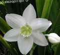 Le piante domestiche Amazon Giglio Fiore erbacee, Eucharis bianco foto