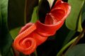 Vnútorné Rastliny Plameniak Kvetina, Srdce Kvet trávovitý, Anthurium oranžový fotografie