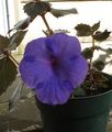 donkerblauw Opknoping Planten Magische Bloem, Noot Orchidee foto en karakteristieken