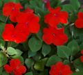 vermelho Planta Herbácea Patience Plant, Balsam, Jewel Weed, Busy Lizzie foto e características