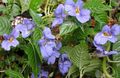  Geduld Pflanze, Balsam, Juwel Unkraut, Busy Lizzie Blume grasig, Impatiens hellblau Foto