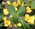 amarelo Planta Herbácea Patience Plant, Balsam, Jewel Weed, Busy Lizzie foto e características