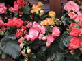 rosa Urteaktig Plante Begonia Bilde og kjennetegn