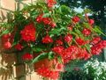 piros Lágyszárú Növény Begónia fénykép és jellemzők