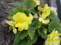 gul Urteagtige Plante Begonia Foto og egenskaber