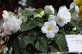 Pokojowe Rośliny Begonia Kwiat trawiaste biały zdjęcie