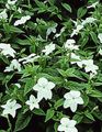 შიდა მცენარეები Browallia ყვავილების ბალახოვანი მცენარე თეთრი სურათი