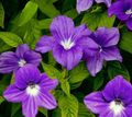 violetinė Žolinis Augalas Browallia Nuotrauka ir charakteristikos
