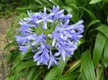 lichtblauw Kruidachtige Plant Afrikaanse Blauwe Lelie foto en karakteristieken