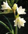 Pokojowe Rośliny Wallot Kwiat trawiaste, Vallota (Cyrtanthus) biały zdjęcie