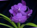 Sobne Rastline Vanda Cvet travnate lila fotografija