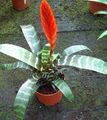 Indoor Plants Vriesea Flower herbaceous plant red Photo