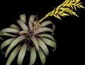 Vidinis augalai Vriesea žiedas žolinis augalas geltonas Nuotrauka