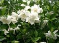 Kapalı bitkiler Cape Yasemin çiçek çalı, Gardenia beyaz fotoğraf