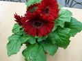 Комнатные Растения Гербера Цветок травянистые, Gerbera бордовый Фото