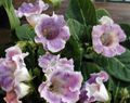 lila Herbáceas Sinningia (Gloxinia) Foto y características