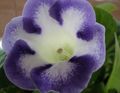 lyse blå Urteaktig Plante Sinningia (Gloxinia) Bilde og kjennetegn