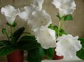 hvit Urteaktig Plante Sinningia (Gloxinia) Bilde og kjennetegn