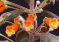 Εσωτερικά φυτά Δέντρο Gloxinia λουλούδι ποώδη, Kohleria πορτοκάλι φωτογραφία