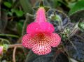 roze Kruidachtige Plant Boom Gloxinia foto en karakteristieken