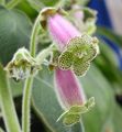 lila Kruidachtige Plant Boom Gloxinia foto en karakteristieken