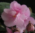 ვარდისფერი ბალახოვანი მცენარე African Violet სურათი და მახასიათებლები