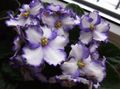 hvid Urteagtige Plante African Violet Foto og egenskaber