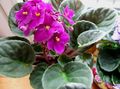Krukväxter Afrikansk Violet Blomma örtväxter, Saintpaulia rosa Fil