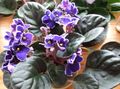 lilla Urteagtige Plante African Violet Foto og egenskaber