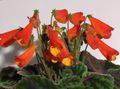 piros Lágyszárú Növény Smithiantha fénykép és jellemzők